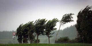 Bäume biegen sich im Sturm (Foto: picture alliance / Karl-Josef Hildenbrand/dpa | Karl-Josef Hildenbrand)